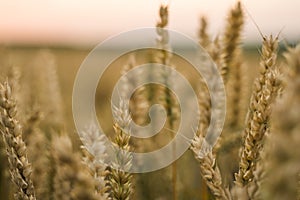 Wheat field. Golden ears of wheat on the field. Background of ripening ears of meadow wheat field. Rich harvest