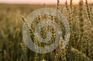 Wheat field. Golden ears of wheat on the field. Background of ripening ears of meadow wheat field. Rich harvest