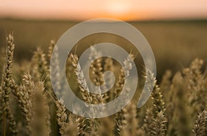 Wheat field. Golden ears of wheat on the field. Background of ripening ears of meadow wheat field. Rich harvest