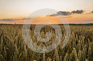 Wheat field. Golden ears of wheat on the field. Background of ripening ears of meadow wheat field. Rich harvest
