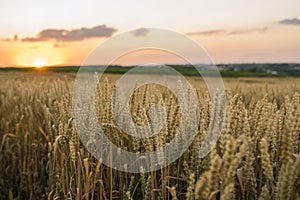 Wheat field. Golden ears of wheat on the field. Background of ripening ears of meadow wheat field. Rich harvest