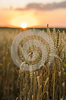 Wheat field. Golden ears of wheat on the field. Background of ripening ears of meadow wheat field. Rich harvest