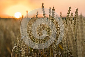 Wheat field. Golden ears of wheat on the field. Background of ripening ears of meadow wheat field. Rich harvest