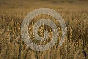 Wheat field. Golden ears of wheat on the field. Background of ripening ears of meadow wheat field. Rich harvest