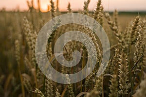 Wheat field. Golden ears of wheat on the field. Background of ripening ears of meadow wheat field. Rich harvest