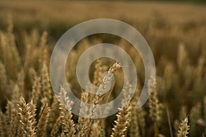 Wheat field. Golden ears of wheat on the field. Background of ripening ears of meadow wheat field. Rich harvest