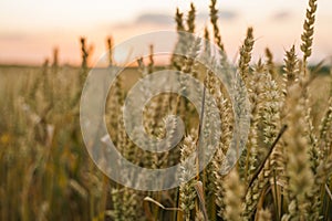 Wheat field. Golden ears of wheat on the field. Background of ripening ears of meadow wheat field. Rich harvest