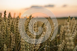 Wheat field. Golden ears of wheat on the field. Background of ripening ears of meadow wheat field. Rich harvest