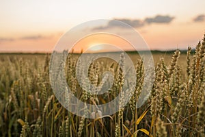 Wheat field. Golden ears of wheat on the field. Background of ripening ears of meadow wheat field. Rich harvest