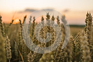 Wheat field. Golden ears of wheat on the field. Background of ripening ears of meadow wheat field. Rich harvest