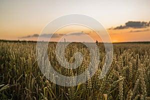 Wheat field. Golden ears of wheat on the field. Background of ripening ears of meadow wheat field. Rich harvest