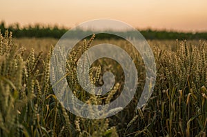 Wheat field. Golden ears of wheat on the field. Background of ripening ears of meadow wheat field. Rich harvest