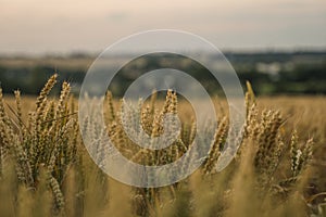 Wheat field. Golden ears of wheat on the field. Background of ripening ears of meadow wheat field. Rich harvest