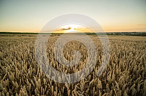 Wheat field. Golden ears of wheat on the field. Background of ripening ears of meadow wheat field. Rich harvest