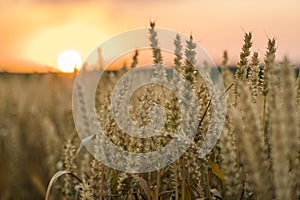 Wheat field. Golden ears of wheat on the field. Background of ripening ears of meadow wheat field. Rich harvest