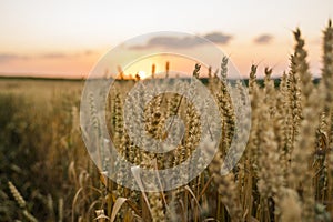 Wheat field. Golden ears of wheat on the field. Background of ripening ears of meadow wheat field. Rich harvest