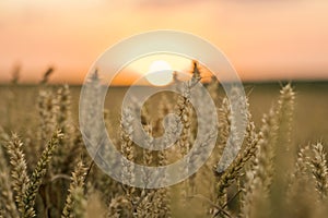 Wheat field. Golden ears of wheat on the field. Background of ripening ears of meadow wheat field. Rich harvest