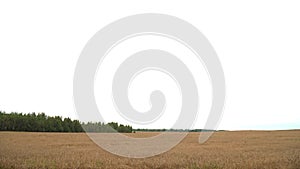 Wheat field. Golden ears of wheat on the field. Background of ripening ears of meadow wheat field. Rich harvest