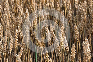 Wheat field. Golden ears of wheat on the field. Background of ripening ears of meadow wheat field. Rich harvest Concept