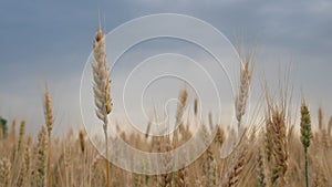 A wheat field, golden ears of wheat are swaying from a light wind. Wheat field. Agriculture, agribusiness, wheat harvest
