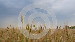 A wheat field, golden ears of wheat are swaying from a light wind. Wheat field. Agriculture, agribusiness, wheat harvest