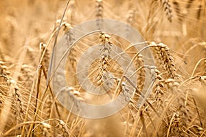 Wheat field - golden grain of wheat, beautiful crop field