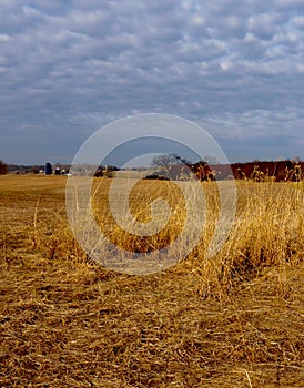 Wheat Field Golden Near Sunset