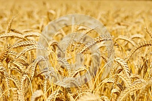 Wheat field golden ripe harvest ready