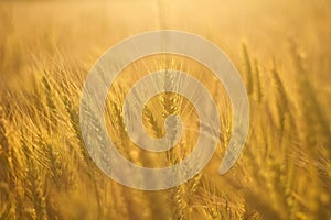 Wheat Field in Golden Sunlight