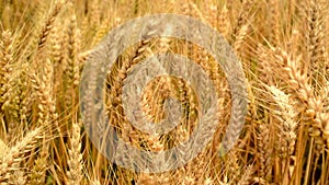 Wheat field. Golden wheat ears in agricultural cultivated field.