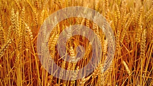 Wheat field. Golden wheat ears in agricultural cultivated field.