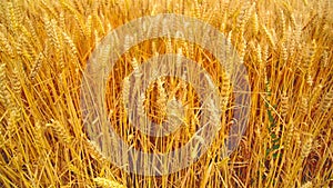 Wheat field. Golden wheat ears in agricultural cultivated field.