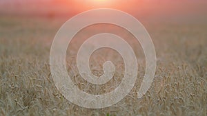 Wheat field. Grain ears ripen in the field in the rays of the rising sun. Selective focus.