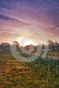 Wheat field, grain and farm with sunrise fog for harvesting production or small business for plant, growth or