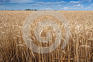 Wheat field