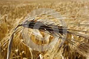 Wheat field