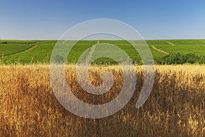 Wheat field, grape plantations and blue sky