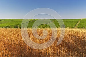 Wheat field, grape plantations and blue sky