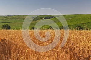 Wheat field, grape plantations and blue sky
