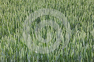 Wheat field green background details shot