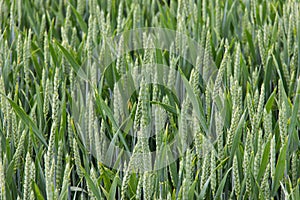 Wheat field green background nature