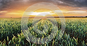 Wheat field green grass landscape sunset