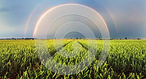 Wheat field green grass landscape sunset with rainbow