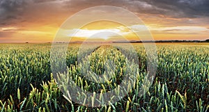 Pšeničné pole zelená tráva krajina západ slnka