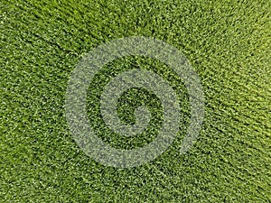 The wheat field is green. Young wheat on the field. View from above. Textural background of green wheat. Green grass.