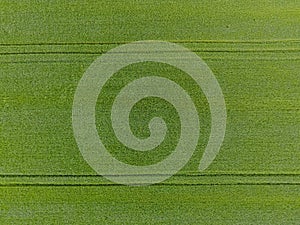 The wheat field is green. Young wheat on the field. View from above. Textural background of green wheat. Green grass. photo