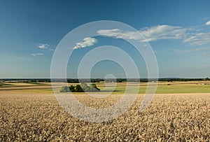 Wheat field, groves and forests on the horizon