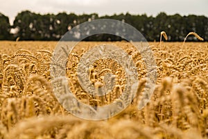 Wheat field before harvest