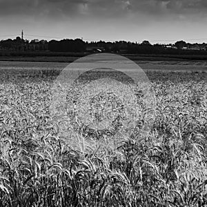 Wheat field before harvest in Hanadiv valley Israel