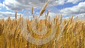 Wheat field. Harvest and harvesting concept.